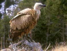 Vultures in Andorra